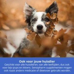 Sensipharm Anal Gland Support Hond - Bij Verstopte En Ontstoken Anaalklieren - Natuurlijk Voedingssupplement - 90 Tabletten à 1000 Mg -Exporteren Alles Voor Honden Winkel 1200x1200 1571