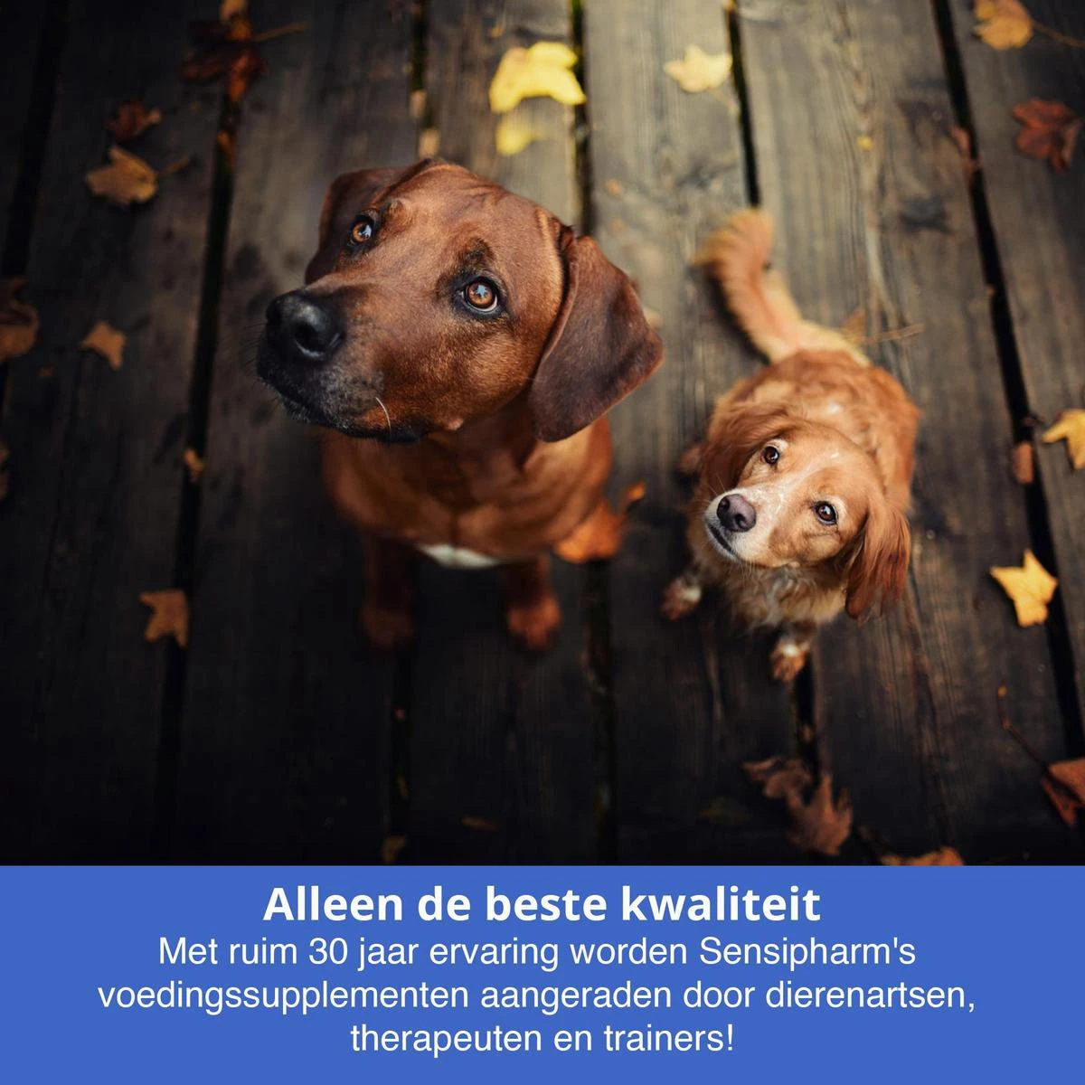 Sensipharm Feelings Control Anti-Stress Voor Hond En Kat - Kalmerend En Rustgevend Voedingssupplement Bij Stress, Angst En Agressie - 90 Tabletten à 1000 Mg 7 Sensipharm Feelings Control Anti-Stress Voor Hond En Kat - Kalmerend En Rustgevend Voedingssupplement Bij Stress, Angst En Agressie - 90 Tabletten à 1000 Mg - Afbeelding 5