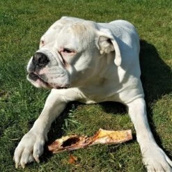 Topdiervoeding Runderkophuid Hondensnacks - Vers Gedroogd - 30cm - 1000 Gram -Exporteren Alles Voor Honden Winkel 1200x1200 194