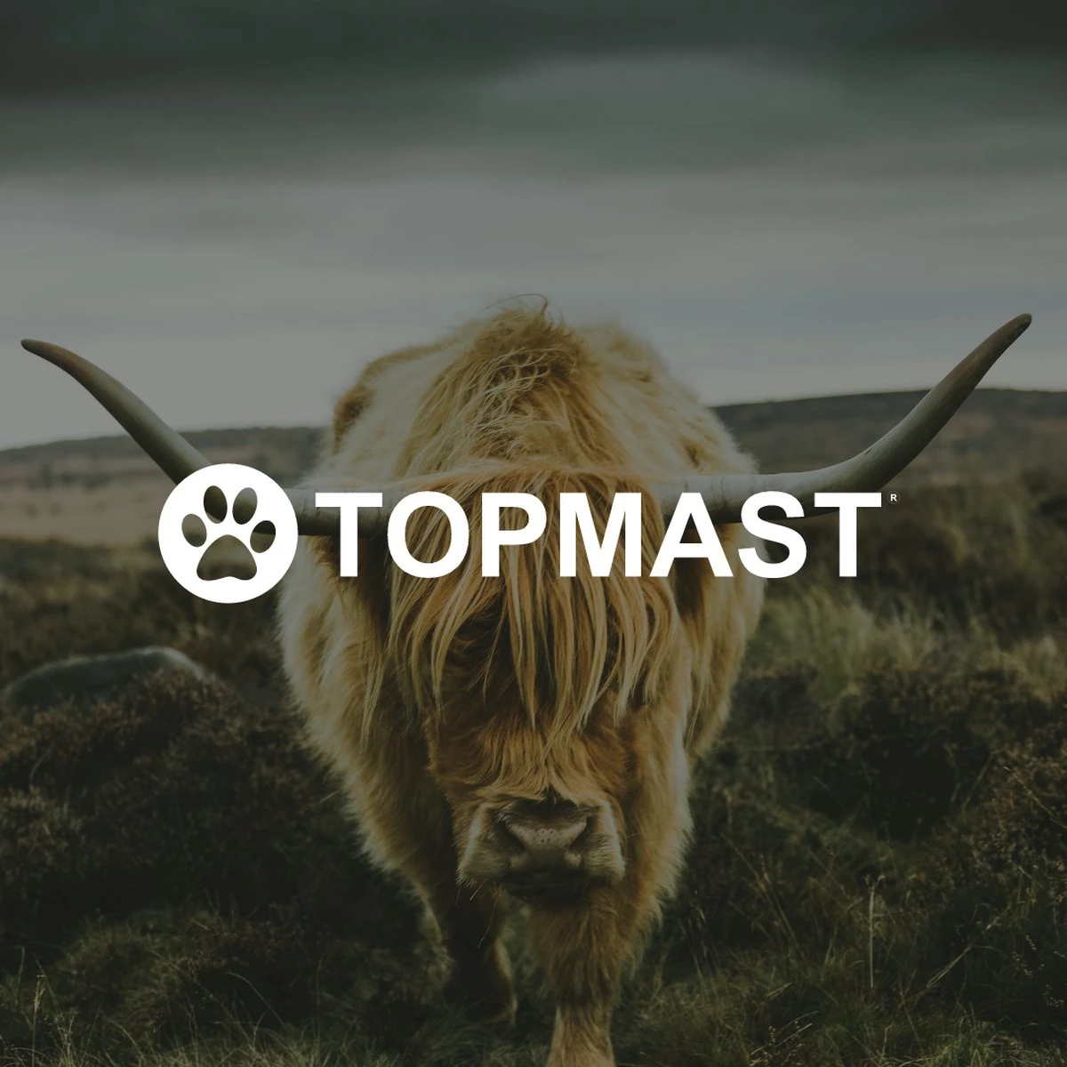 Yak Kaas Hondensnacks - 8 Stuks - 100% Natuurlijk - XS - 20-40 Gram - Kauwstaaf - Kauwbot - Voor De Hond 8 Yak Kaas Hondensnacks - 8 Stuks - 100% Natuurlijk - XS - 20-40 Gram - Kauwstaaf - Kauwbot - Voor De Hond - Afbeelding 6