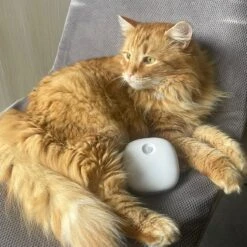 Pettadore Air Insight - Kattenbak Geurverdrijver & Teller - Actieve Zuurstof En Ionen - Oplaadbaar - Met App 28 Pettadore Air Insight - Kattenbak Geurverdrijver & Teller - Actieve Zuurstof En Ionen - Oplaadbaar - Met App -Exporteren Alles Voor Honden Winkel 1200x1200 370