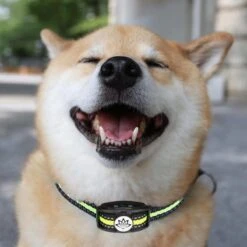 Premium Anti Blafband - Diervriendelijke Opvoedingshalsband Zonder Schok - Trainingshalsband Voor Grote En Kleine Honden - Anti Blaf Band - Correctie Halsband 19 Premium Anti Blafband - Diervriendelijke Opvoedingshalsband Zonder Schok - Trainingshalsband Voor Grote En Kleine Honden - Anti Blaf Band - Correctie Halsband -Exporteren Alles Voor Honden Winkel 1200x1200 598