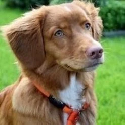 Rebel Petz - Honden Trainingslijn Met Halsband - Taupe, Zwart, Groen & Oranje - Maat Small Of Large - Kleur: Oranje, Maat: Large -Exporteren Alles Voor Honden Winkel 1200x1200 734