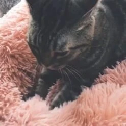 Snoozle Donut Hondenmand - Zacht En Luxe Hondenkussen - Wasbaar - Fluffy - Hondenmanden - 70cm - Grijs -Exporteren Alles Voor Honden Winkel 1200x1200 835