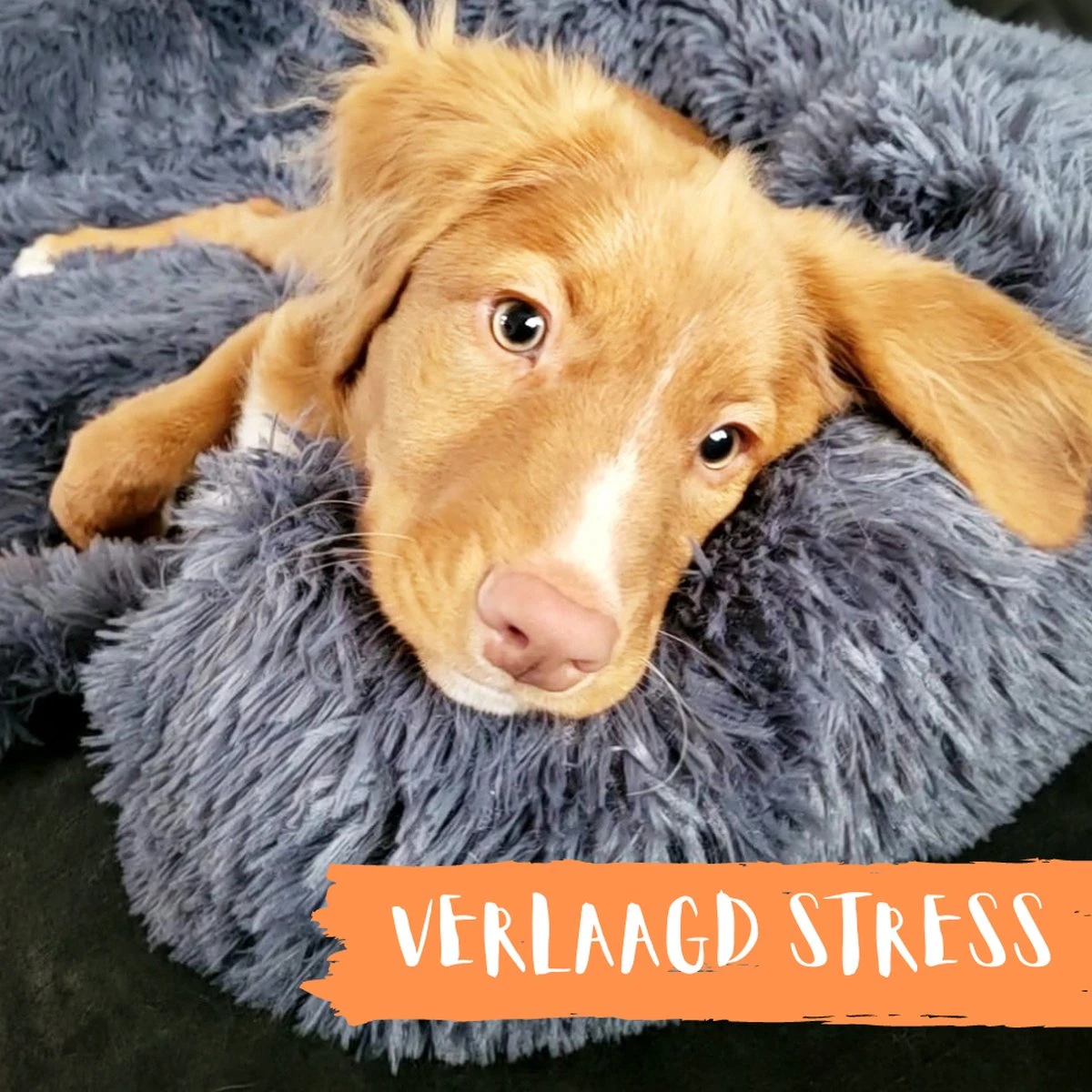 Origineel Hondendeken Voor Bank– Hondenkleed Fluffy – Pluche Hondenbed - Hondenmand Premium - Volledig Afritsbaar 13 Origineel Hondendeken Voor Bank– Hondenkleed Fluffy – Pluche Hondenbed - Hondenmand Premium - Volledig Afritsbaar - Afbeelding 11