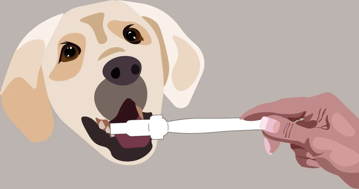 Aedogz Tandsteen Verwijder Spons Hond & Kat - Verwijdert Tandsteen, Aanslag En Vlekken - Verfrist De Adem Voorkomt Tandvleesproblemen. 5 Aedogz Tandsteen Verwijder Spons Hond & Kat - Verwijdert Tandsteen, Aanslag En Vlekken - Verfrist De Adem Voorkomt Tandvleesproblemen. - Afbeelding 3