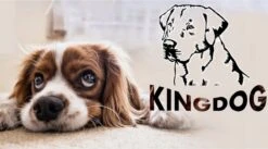 Kingdog - Groot Honden- En Kattenbed | Dierenmand 100 X 75 | Groen - Maat L -Exporteren Alles Voor Honden Winkel 1200x665