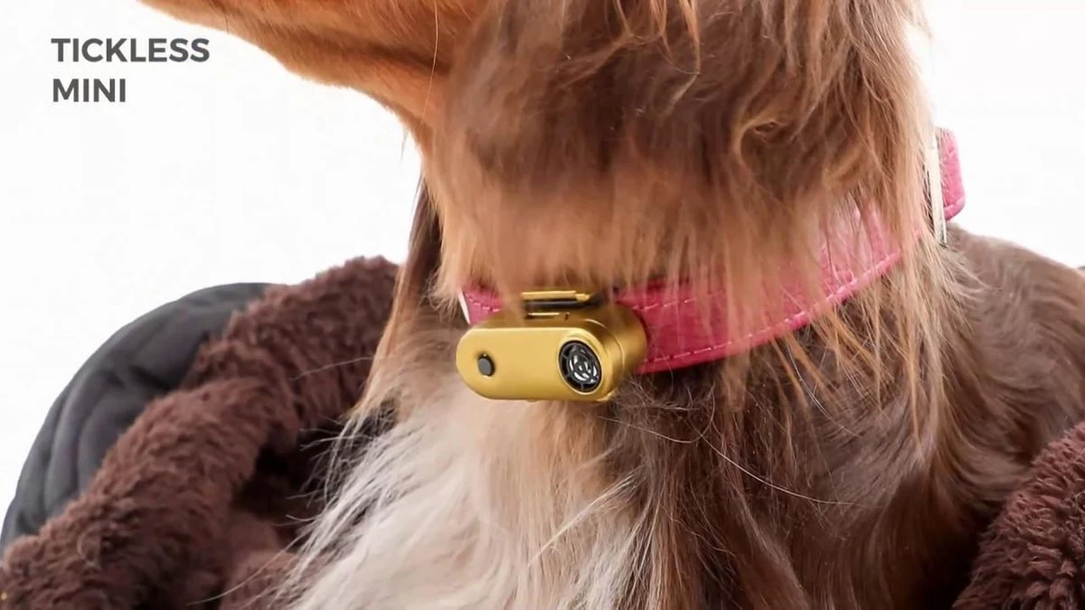 TICKLESS Teek En Vlo Afweer MINI HOND - GOUD (oplaadbare Versie Die Extra Lang Meegaat) 4 TICKLESS Teek En Vlo Afweer MINI HOND - GOUD (oplaadbare Versie Die Extra Lang Meegaat) - Afbeelding 2