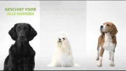 Whimzees Tandenborstel Hondensnack - 6,5 Cm - 48 Stuks 29 Whimzees Tandenborstel Hondensnack - 6,5 Cm - 48 Stuks -Exporteren Alles Voor Honden Winkel 1200x682 1