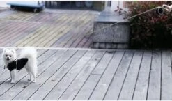 Hondenriem-Looplijn-Zwart/Grijs-8 Meter Oprol-Hond Lijn-Automatisch Rollijn 22 Hondenriem-Looplijn-Zwart/Grijs-8 Meter Oprol-Hond Lijn-Automatisch Rollijn -Exporteren Alles Voor Honden Winkel 1200x703