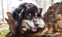 Prins Procare Protection Sterilised 15 Kg 30 Prins Procare Protection Sterilised 15 Kg -Exporteren Alles Voor Honden Winkel 1200x720