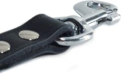 Exporteren Alles Voor Honden Winkel -Exporteren Alles Voor Honden Winkel 1200x732 2