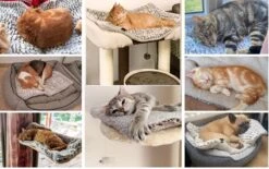 Merkloos Zelfverwarmende Dierendeken Zonder Stroom Thermo Deken Hond Kat Inclusief Adreslabel 70 X 47 Cm 15 Merkloos Zelfverwarmende Dierendeken Zonder Stroom Thermo Deken Hond Kat Inclusief Adreslabel 70 X 47 Cm -Exporteren Alles Voor Honden Winkel 1200x751 6