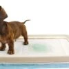 EasyPets Padhouder Honden Toilet -Exporteren Alles Voor Honden Winkel 1200x780 6