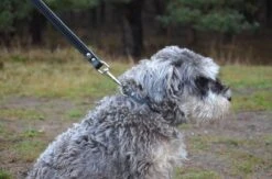 Hondenriem Leer - 2 Meter - Zwart - Hoge Kwaliteit Leer - Lederen Hondenriem - Ambachtelijk Gemaakt In Portugal 13 Hondenriem Leer - 2 Meter - Zwart - Hoge Kwaliteit Leer - Lederen Hondenriem - Ambachtelijk Gemaakt In Portugal -Exporteren Alles Voor Honden Winkel 1200x794 2