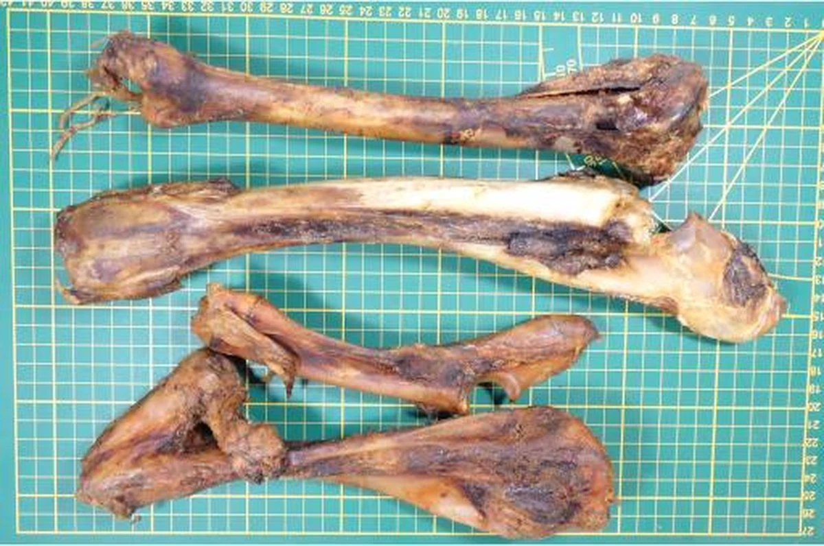 Hertenbotten - Hondensnacks Gedroogd - Kauwbotten Hond - 1000 Gr 4 Hertenbotten - Hondensnacks Gedroogd - Kauwbotten Hond - 1000 Gr - Afbeelding 2