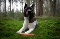 The Original Himalayan Yak Kauwbot Medium Puur Fit -Exporteren Alles Voor Honden Winkel 1200x799 26