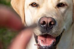 Delcon - Premium Hondenvoer - Puppy - 12kg -Exporteren Alles Voor Honden Winkel 1200x799 4