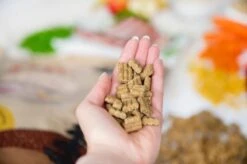 Kivo Petfood Hondenbrokken Lam & Rijst 14 Kg Koudgeperst - Glutenvrij -Exporteren Alles Voor Honden Winkel 1200x799 6