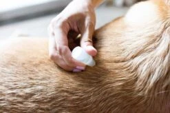 Natuurlijke Vlooiendruppels Tegen Vlooien En Teken Voor Honden | Natural Answer (8-20 Kg) 10 Natuurlijke Vlooiendruppels Tegen Vlooien En Teken Voor Honden | Natural Answer (8-20 Kg) -Exporteren Alles Voor Honden Winkel 1200x799 64