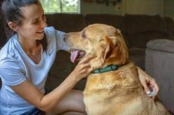 Natuurlijke Vlooiendruppels Tegen Vlooien En Teken Voor Honden | Natural Answer (1-8 Kg) 10 Natuurlijke Vlooiendruppels Tegen Vlooien En Teken Voor Honden | Natural Answer (1-8 Kg) -Exporteren Alles Voor Honden Winkel 1200x799 70