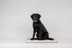 Easypets Puppy Training Pads - Zindelijkheidstraining - Hondentoilet - 60 X 60 Cm - 250 Stuks - INCL. PADHOUDER 8 Easypets Puppy Training Pads - Zindelijkheidstraining - Hondentoilet - 60 X 60 Cm - 250 Stuks - INCL. PADHOUDER -Exporteren Alles Voor Honden Winkel 1200x800 53