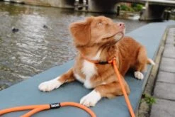 Rebel Petz - Honden Trainingslijn Met Halsband - Taupe, Zwart, Groen & Oranje - Maat Small Of Large - Kleur: Zwart, Maat: Large -Exporteren Alles Voor Honden Winkel 1200x800 61