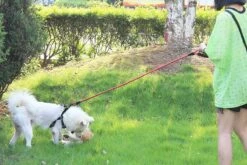 Exporteren Alles Voor Honden Winkel -Exporteren Alles Voor Honden Winkel 1200x800 64