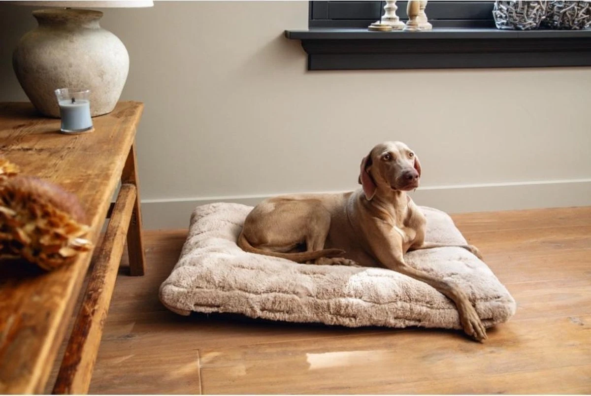 Designed By Lotte Hondenkussen Pluche Xanti Beige 70x 50 X 5 Cm 4 Designed By Lotte Hondenkussen Pluche Xanti Beige 70x 50 X 5 Cm - Afbeelding 2