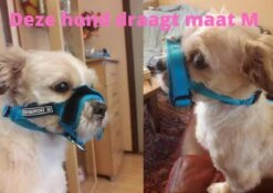 Sharon B Muilkorf Paars Maat M - Fleece - Wasbaar - Reflecterend 14 Sharon B Muilkorf Paars Maat M - Fleece - Wasbaar - Reflecterend -Exporteren Alles Voor Honden Winkel 1200x852 1