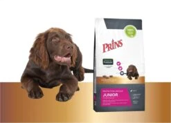 Prins Protection Croque Junior - Performance - Hondenvoer - 10 Kg -Exporteren Alles Voor Honden Winkel 1200x867