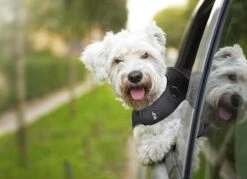 Thundershirt Antistress Vest - Dieren Antistressmiddel - Hond - Grijs - S - 43-53 Cm 17 Thundershirt Antistress Vest - Dieren Antistressmiddel - Hond - Grijs - S - 43-53 Cm -Exporteren Alles Voor Honden Winkel 1200x870 3