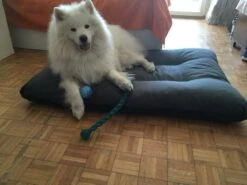 Hondenkussen XL - Donkergrijs - 60 X 90 X 12 -Exporteren Alles Voor Honden Winkel 1200x900 35