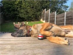 RelaxoPet Pro Dog – Dieren Antistressmiddel – Anti-stress Hond – Ontspanningsmuziek – Ontspanning Voor Hond -Exporteren Alles Voor Honden Winkel 1200x902 7