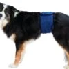 Trixie Plasband Voor Reuen Blauw M 37/45cm -Exporteren Alles Voor Honden Winkel 1200x907