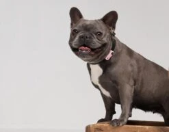 TICKLESS Teek En Vlo Afweer MINI HOND - GOUD (oplaadbare Versie Die Extra Lang Meegaat) 17 TICKLESS Teek En Vlo Afweer MINI HOND - GOUD (oplaadbare Versie Die Extra Lang Meegaat) -Exporteren Alles Voor Honden Winkel 1200x937 4