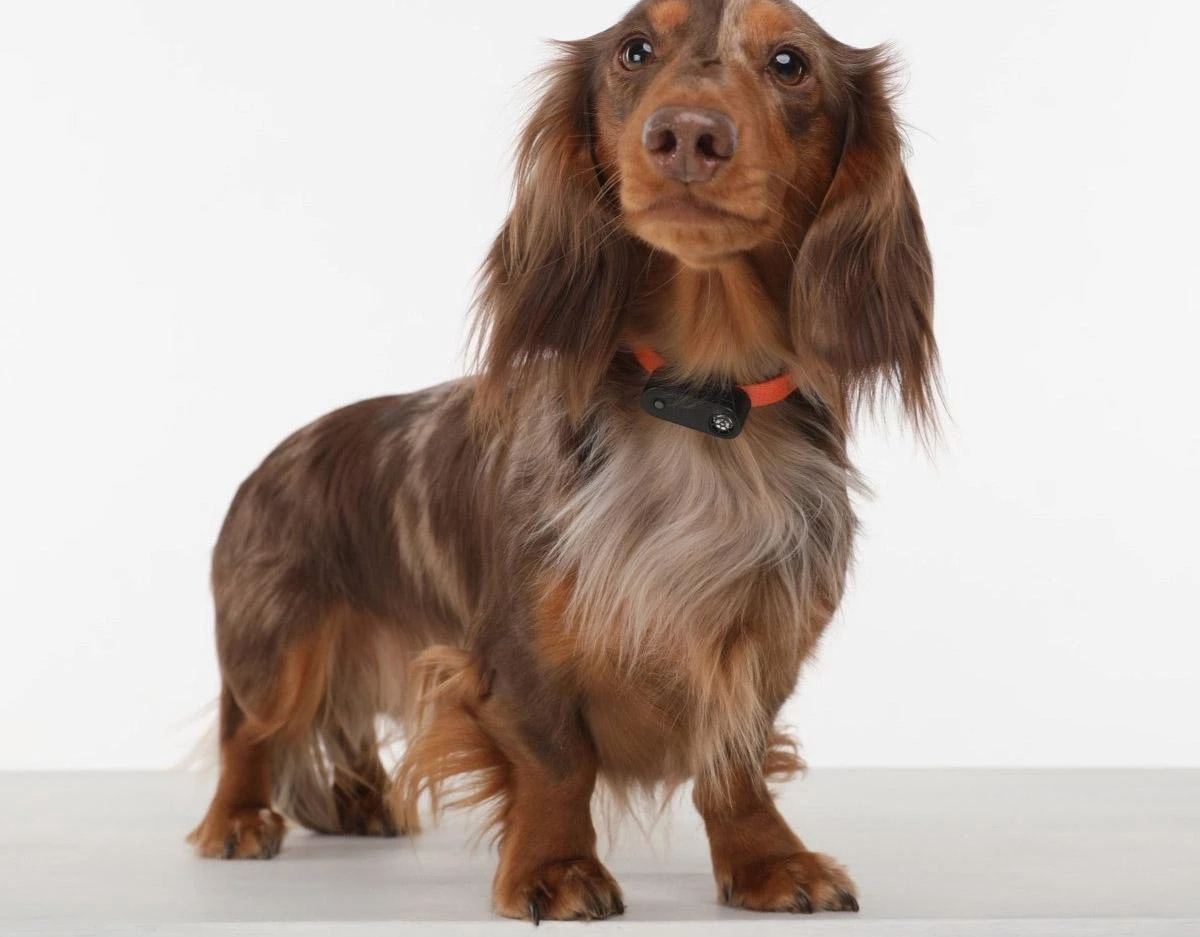 TICKLESS Teek En Vlo Afweer MINI HOND - GOUD (oplaadbare Versie Die Extra Lang Meegaat) 9 TICKLESS Teek En Vlo Afweer MINI HOND - GOUD (oplaadbare Versie Die Extra Lang Meegaat) - Afbeelding 7