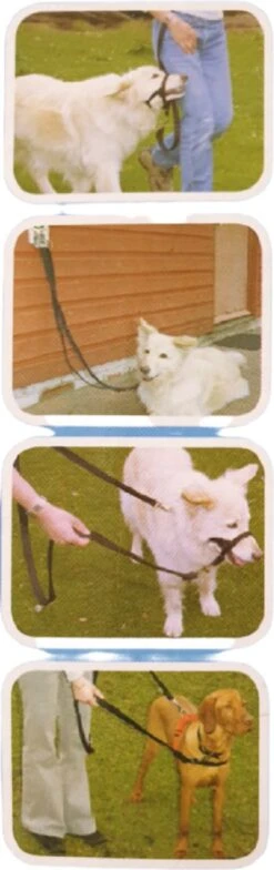 Company Of Animals Halti Trainingslijn - Large - 2 Meter - Verstelbaar - Zwart -Exporteren Alles Voor Honden Winkel 378x1200