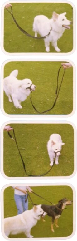 Company Of Animals Halti Trainingslijn - Large - 2 Meter - Verstelbaar - Zwart -Exporteren Alles Voor Honden Winkel 384x1200