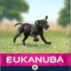 Eukanuba Dog Puppy Large Breed - Kip - Puppyvoer - 15 Kg -Exporteren Alles Voor Honden Winkel 597x1200 6