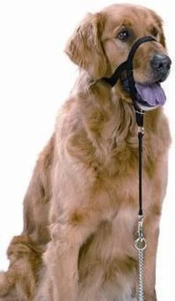 Halti Headcollar - Maat 2 13 Halti Headcollar - Maat 2 -Exporteren Alles Voor Honden Winkel 700x1200 2