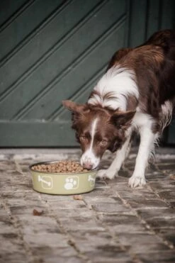 Delcon - Premium Hondenvoer - Puppy - 12kg -Exporteren Alles Voor Honden Winkel 799x1200 1