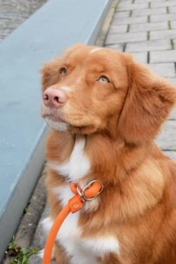 Rebel Petz - Honden Trainingslijn Met Halsband - Taupe, Zwart, Groen & Oranje - Maat Small Of Large - Kleur: Zwart, Maat: Large -Exporteren Alles Voor Honden Winkel 800x1200 25