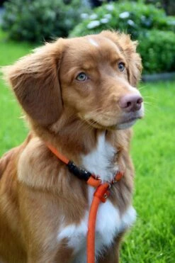 Rebel Petz - Honden Trainingslijn Met Halsband - Taupe, Zwart, Groen & Oranje - Maat Small Of Large - Kleur: Zwart, Maat: Large -Exporteren Alles Voor Honden Winkel 800x1200 27