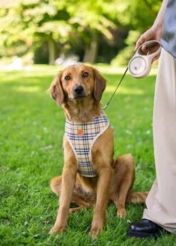 Hondenriem - Leiband Hond - Rollijn - 5 Meter - Beige - Riem Met Oprolsysteem - Hondenriem Flexi - Hondenlijn - Uitlaatriem -Exporteren Alles Voor Honden Winkel 858x1200 1