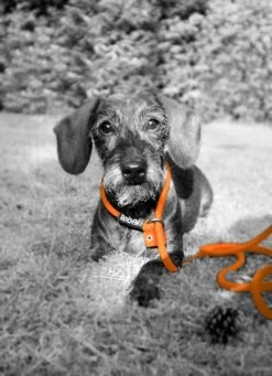 Rebel Petz - Honden Trainingslijn Met Halsband - Taupe, Zwart, Groen & Oranje - Maat Small Of Large - Kleur: Zwart, Maat: Large -Exporteren Alles Voor Honden Winkel 870x1200 4