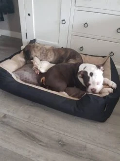 Hondenmand Cordura XXL – Zwart + Grijs - 100 X 75 X 23 Cm -Exporteren Alles Voor Honden Winkel 892x1200 1