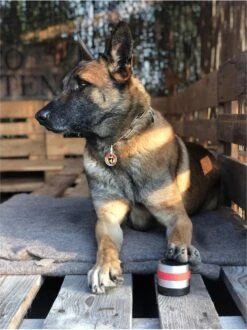 RelaxoPet Pro Dog – Dieren Antistressmiddel – Anti-stress Hond – Ontspanningsmuziek – Ontspanning Voor Hond -Exporteren Alles Voor Honden Winkel 898x1200 5