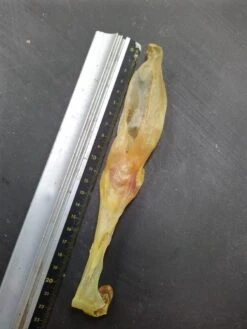 Konijn Oor Konijnoren 1kg Van De Snackmeester 100% Natuurlijk Natural Naturel 9 Konijn Oor Konijnoren 1kg Van De Snackmeester 100% Natuurlijk Natural Naturel -Exporteren Alles Voor Honden Winkel 900x1200 16