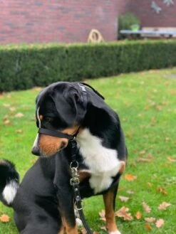 Gentle Leader Hoofdhalster Medium Zwart Beaphar -Exporteren Alles Voor Honden Winkel 900x1200 22